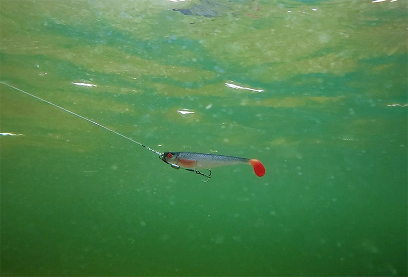 Pro Shad 10cm Ultra Roach